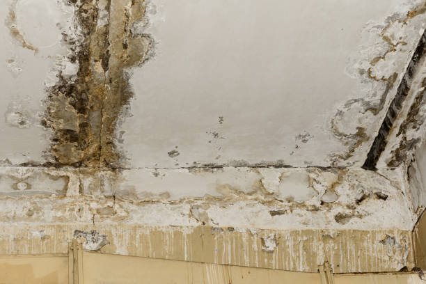 Best Mold removal after water damage  in West Falmouth, MA